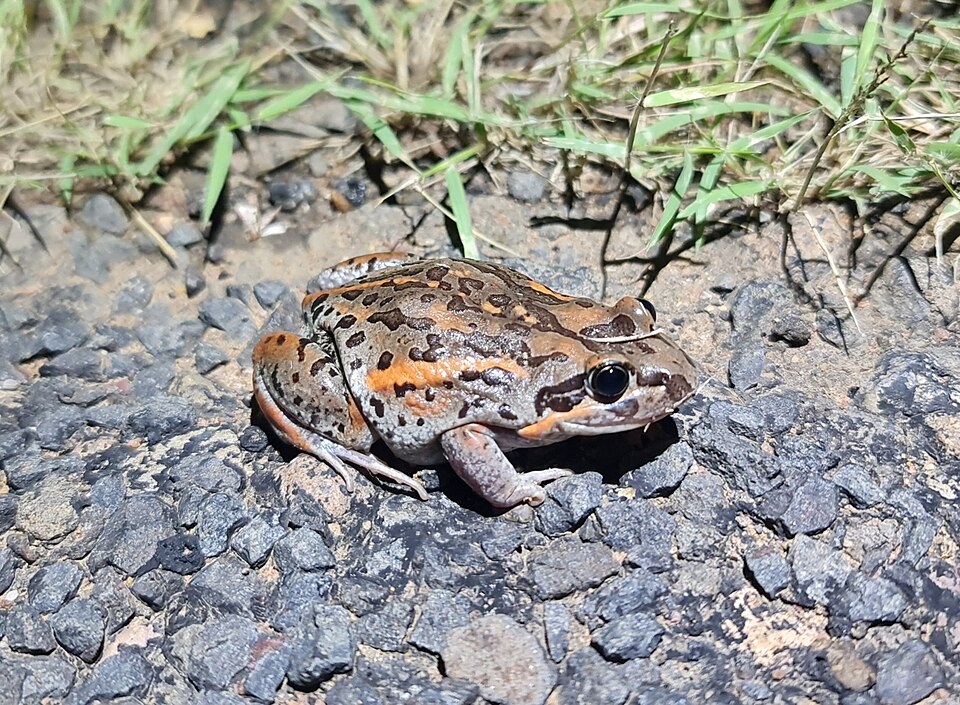 Salmon-striped frog