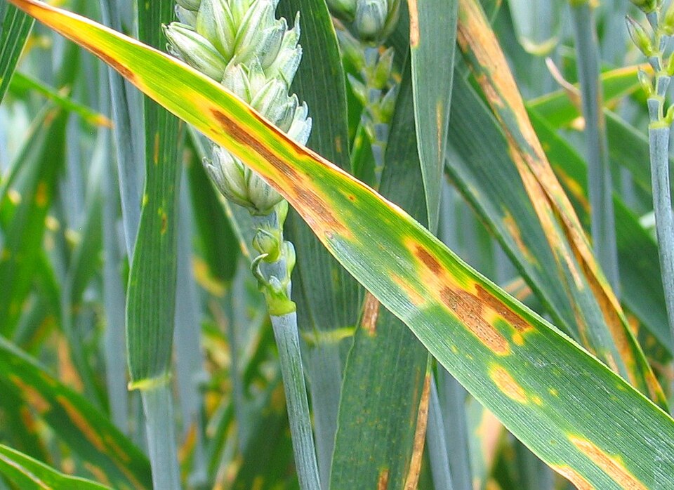 Septoria
