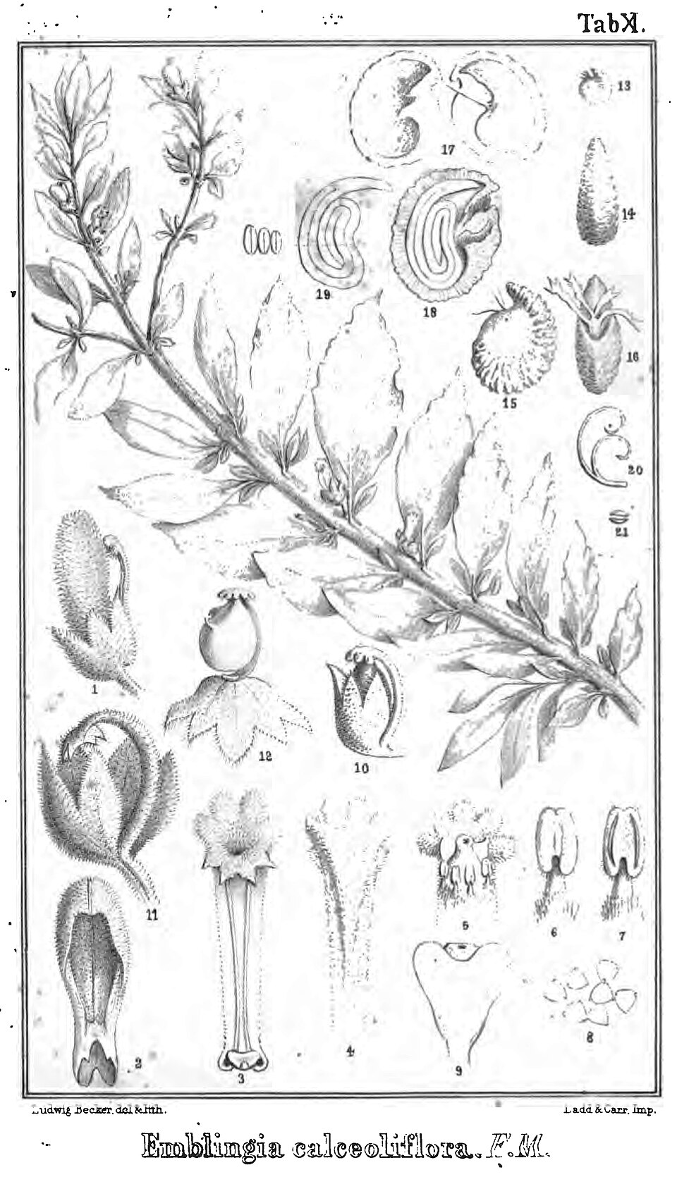 Emblingiaceae