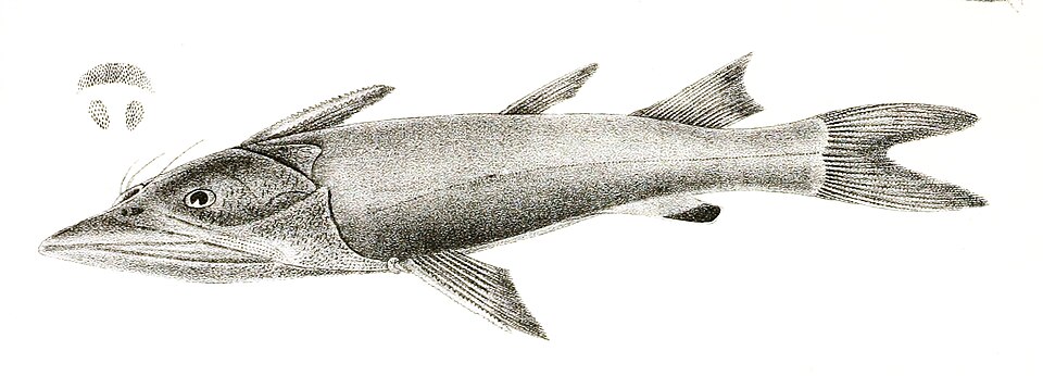 Arius acutirostris