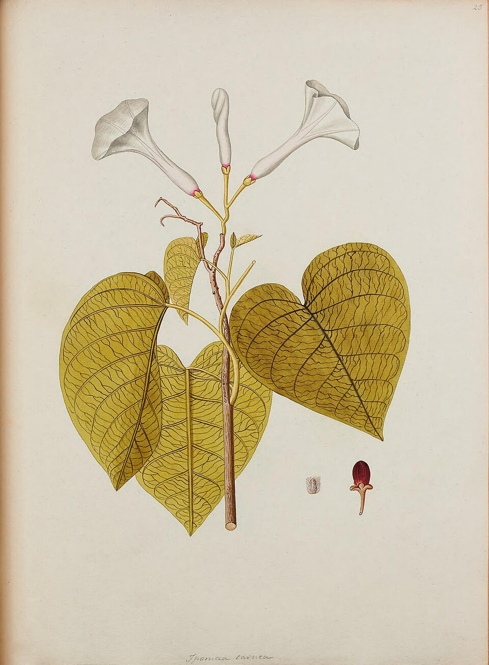 Ipomoea carnea