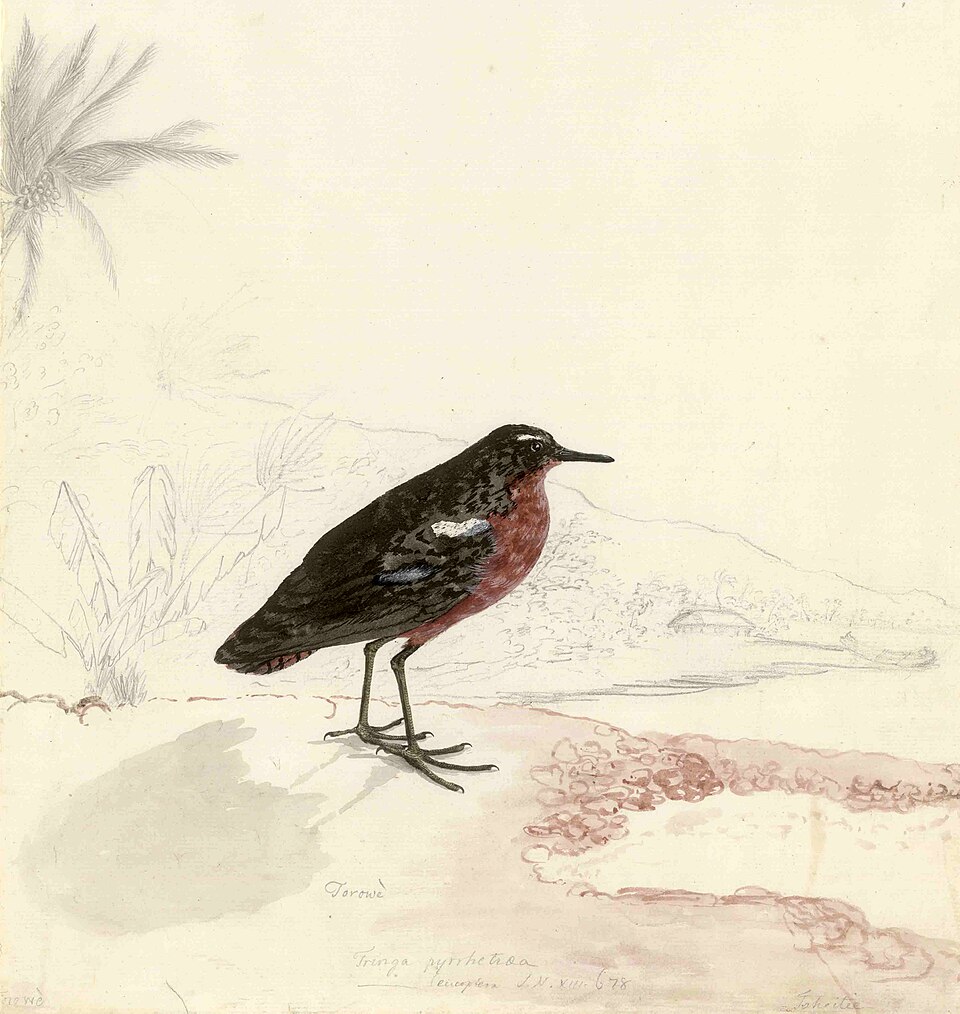 Tahiti Sandpiper