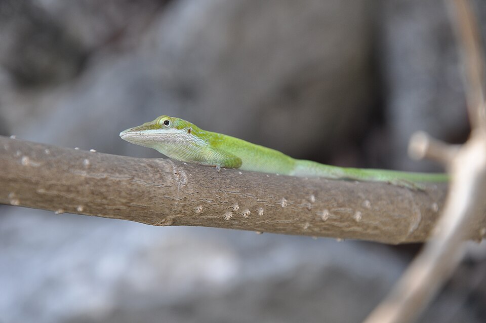 Anolis longiceps