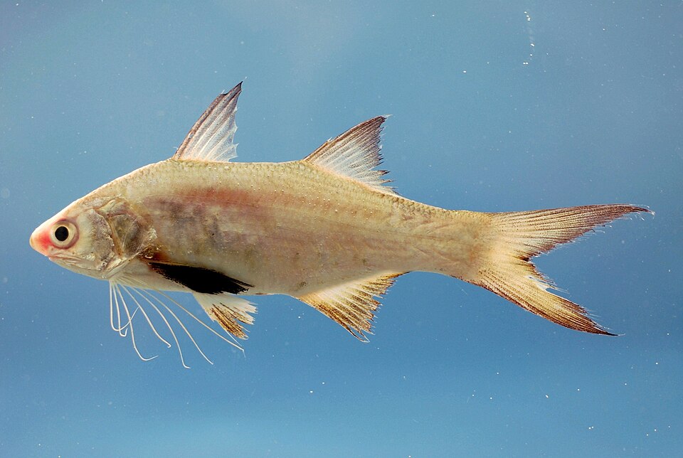 Polynemidae