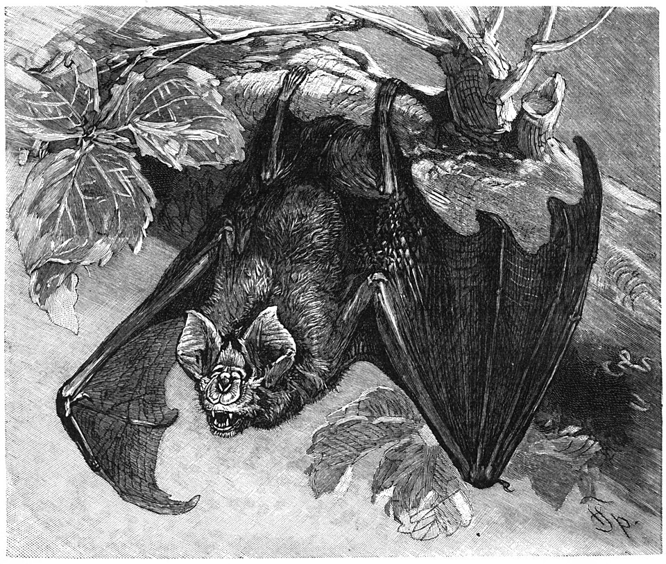 Rhinolophus