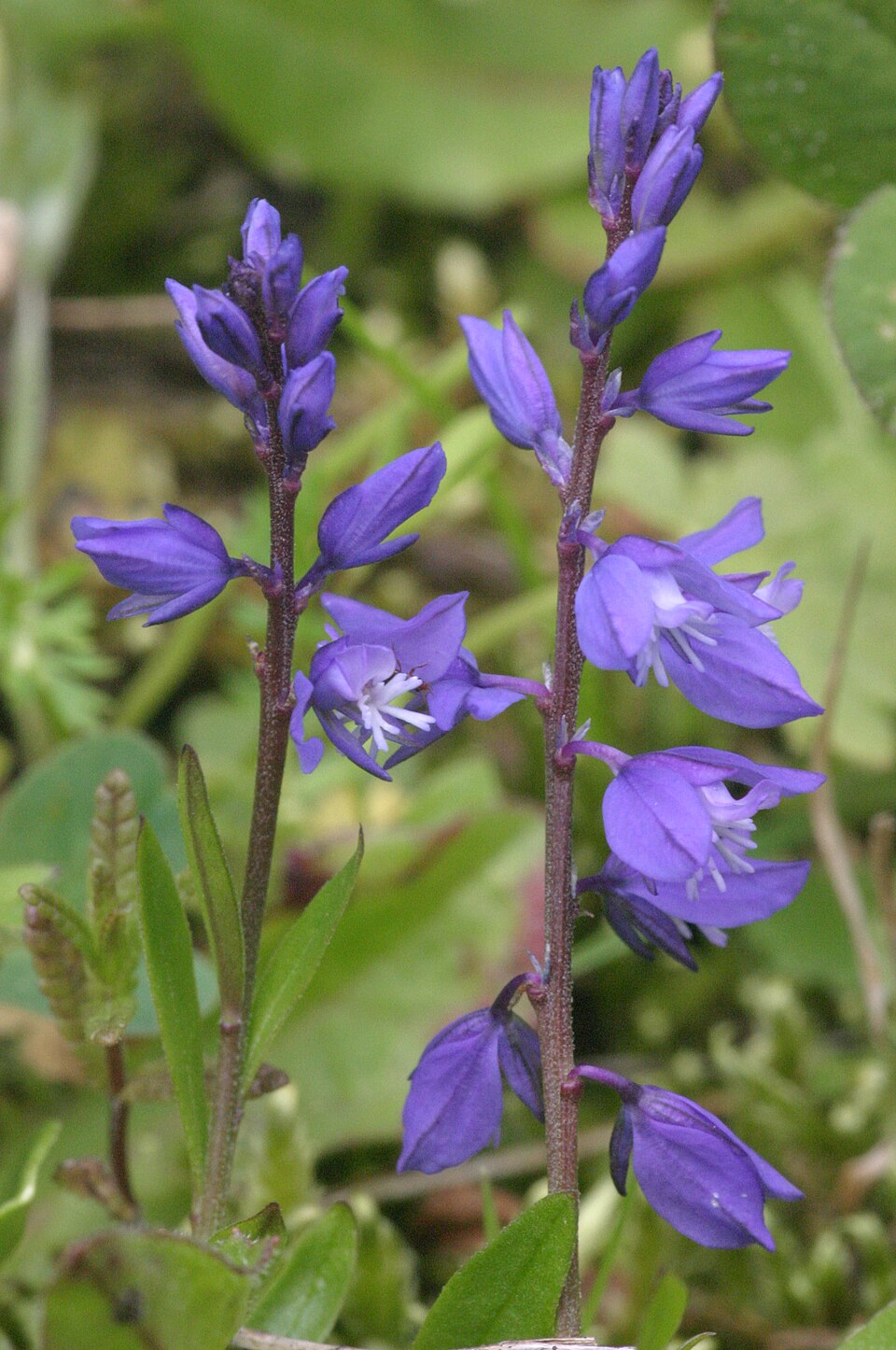 Polygala alpestris