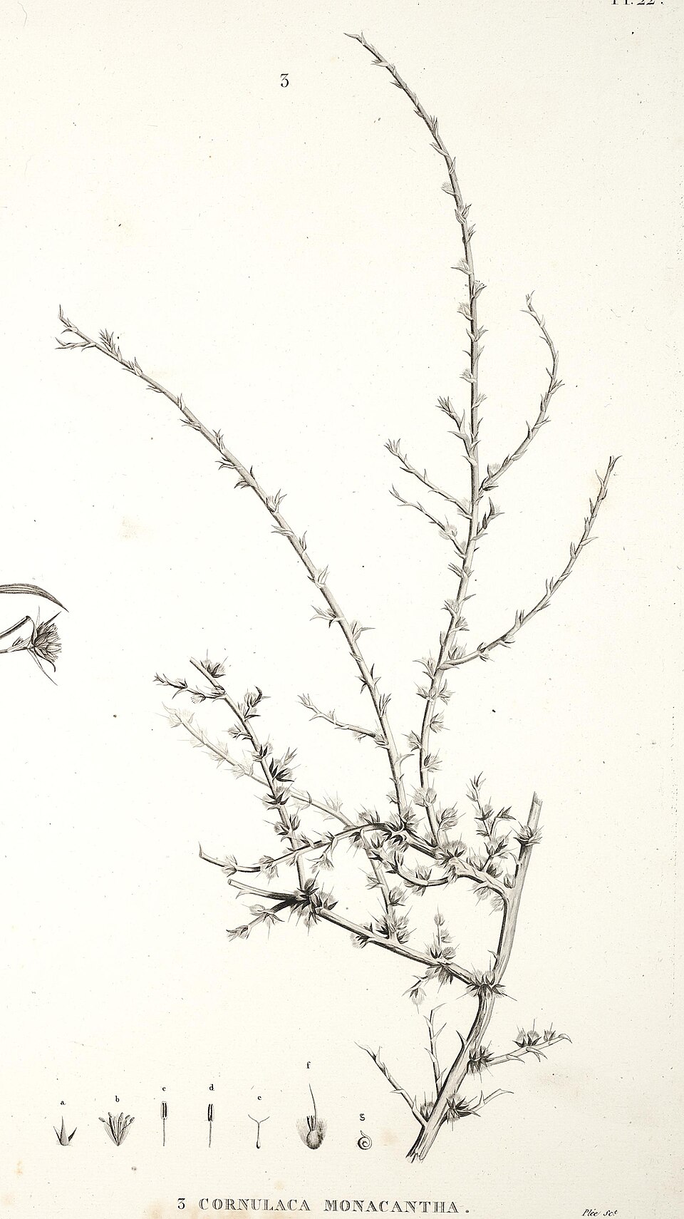 Cornulaca