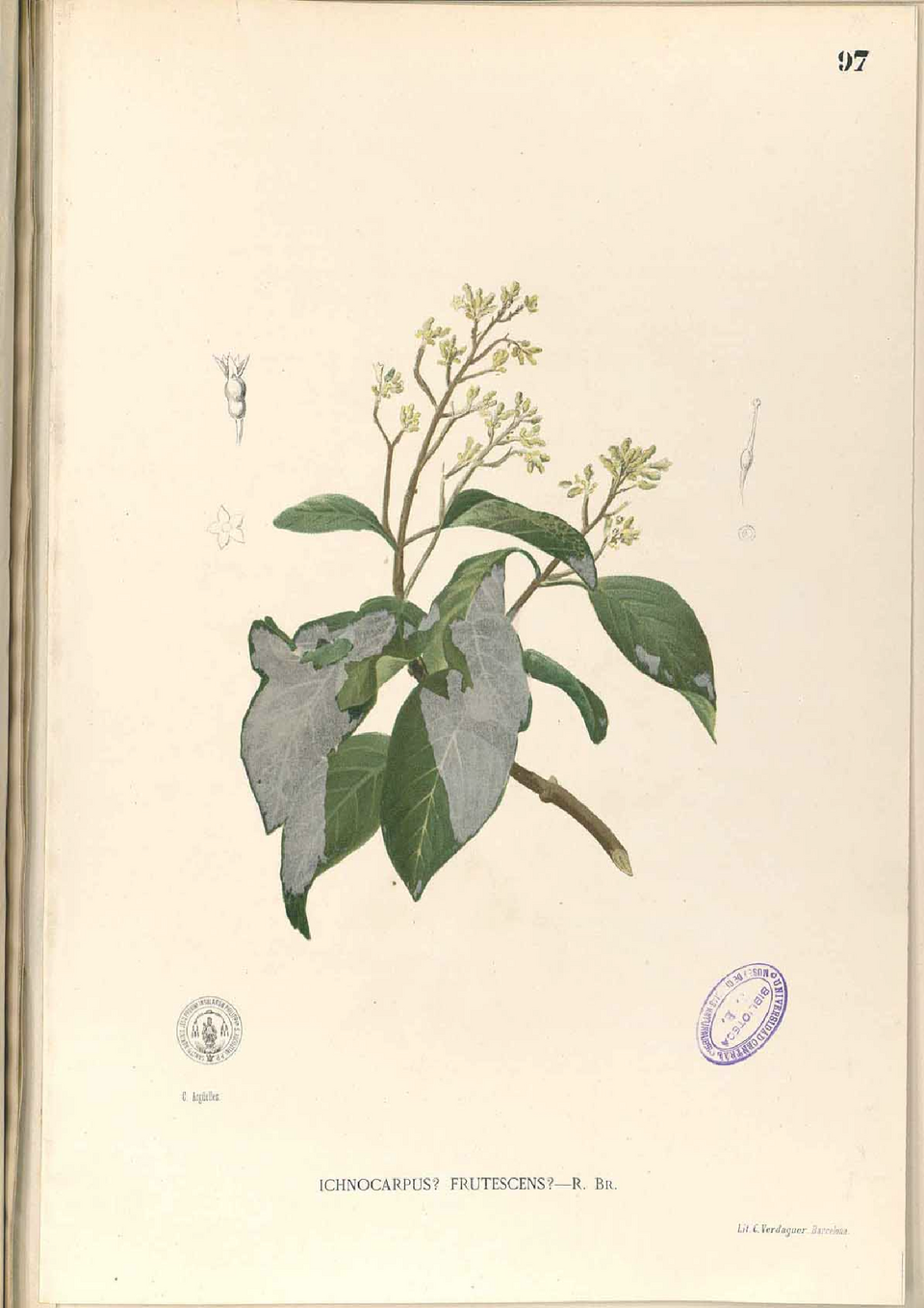 Ichnocarpus