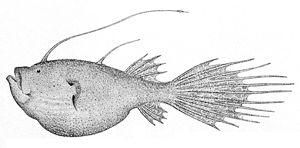 Ceratiidae