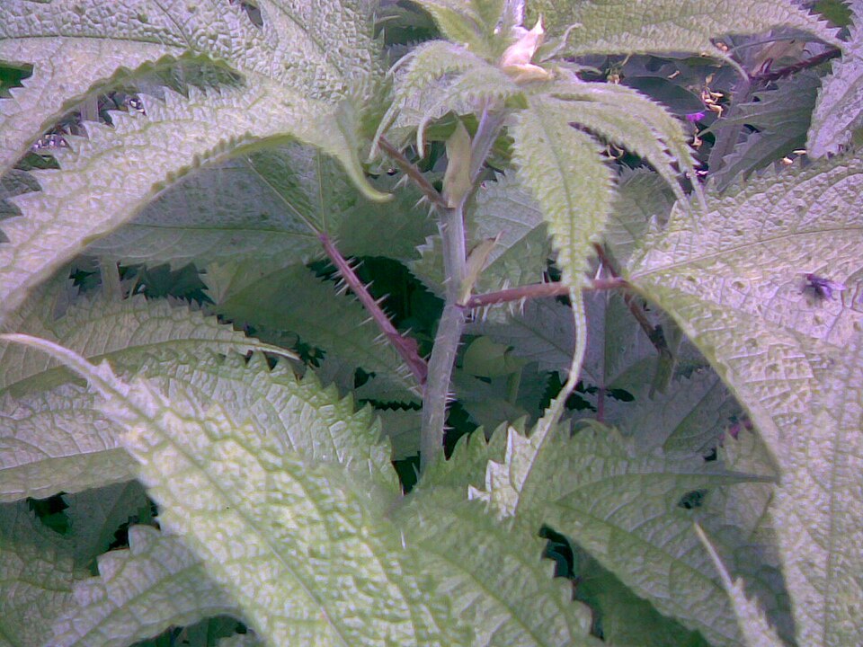 Girardinia