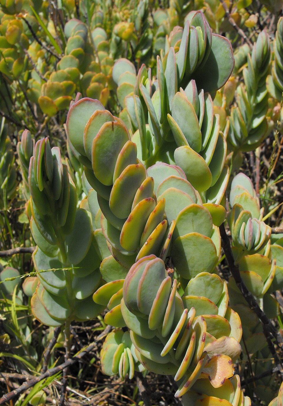 Kalanchoe marnieriana