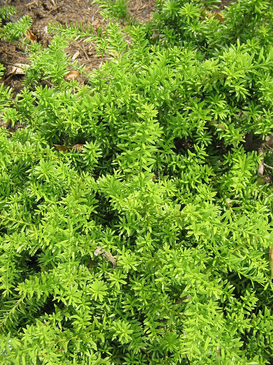 Podocarpus nivalis