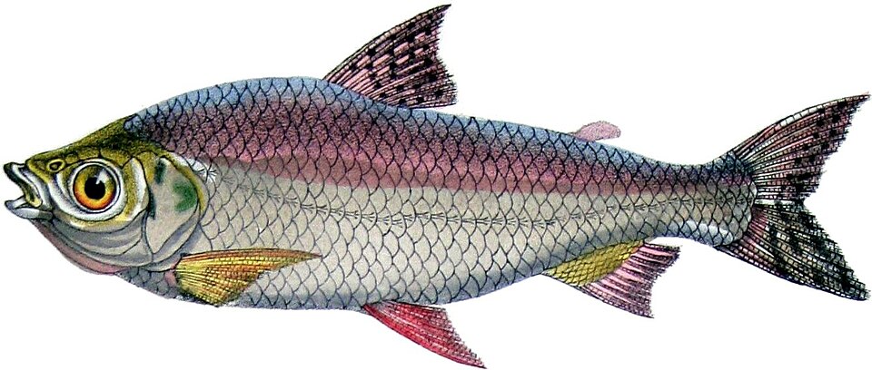 Prochilodus nigricans
