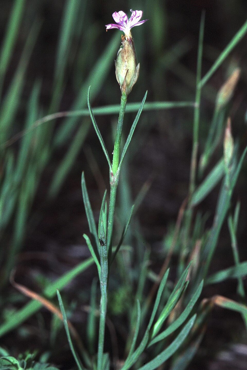 Petrorhagia prolifera
