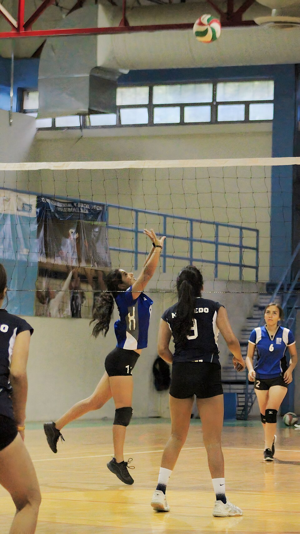 setter