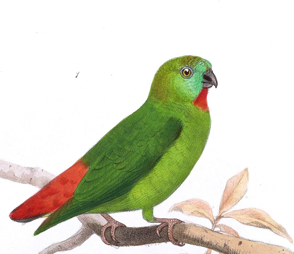 Orange-fronted Hanging Parrot