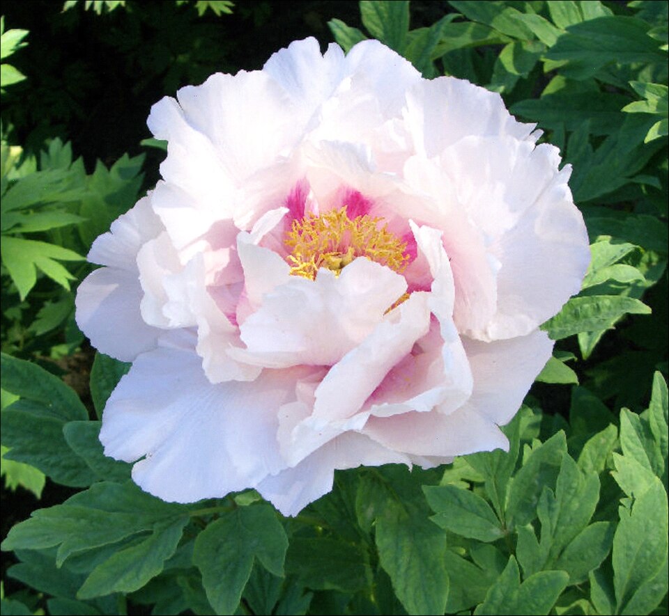Paeonia rockii