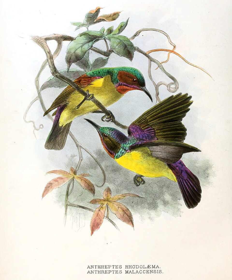 Red-throated Sunbird