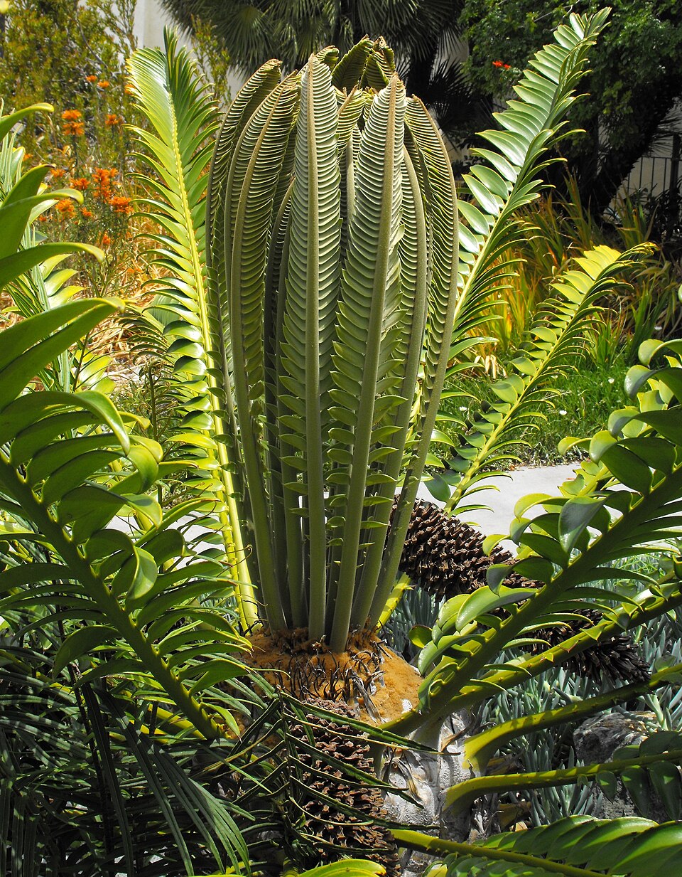 Encephalartos transvenosus