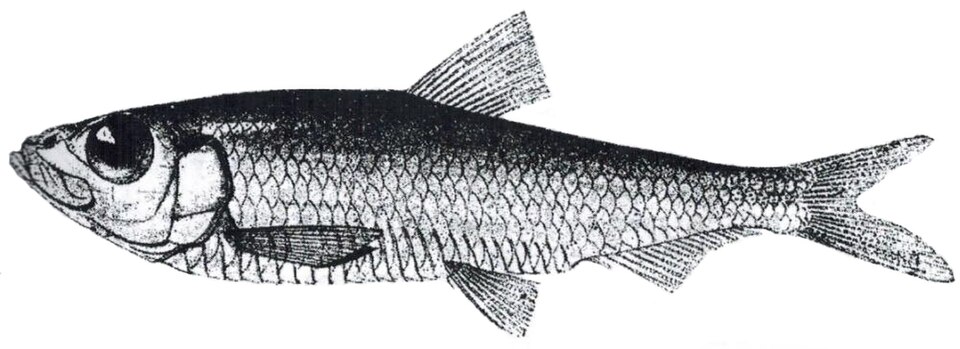 freshwater tyulka
