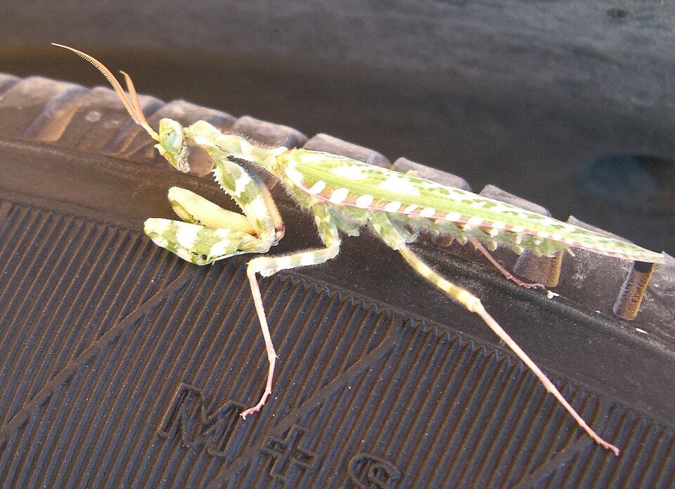 Blepharopsis mendic