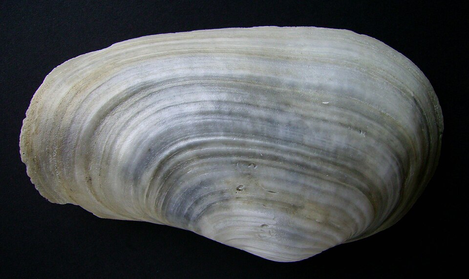 Panopea