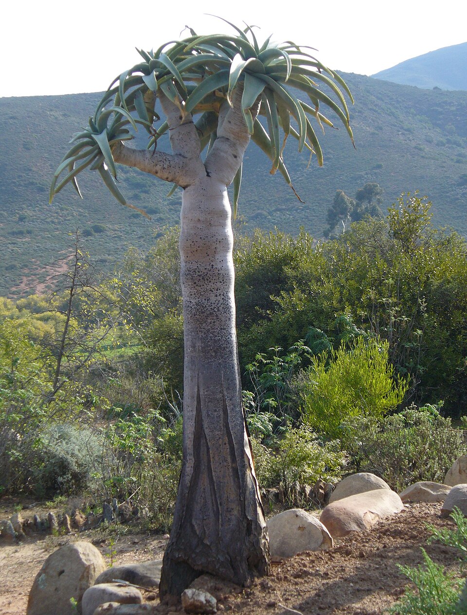 Aloe pillansii