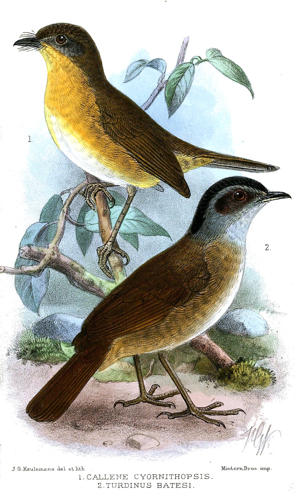 Lowland Akalat