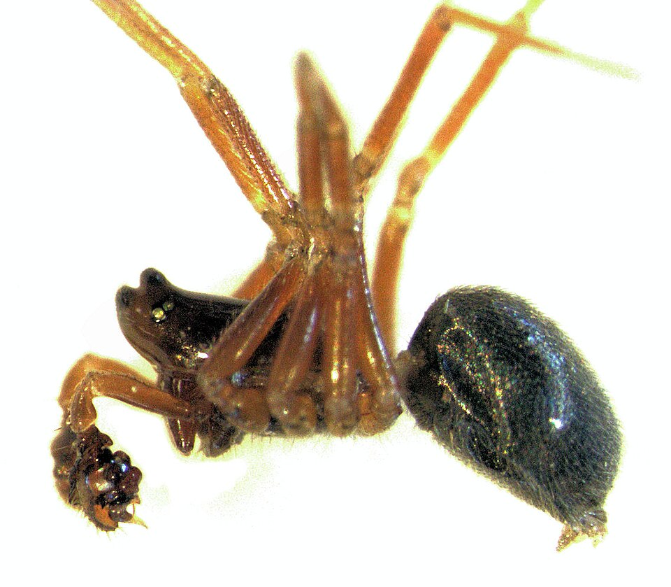 Diplocephalus cristatus