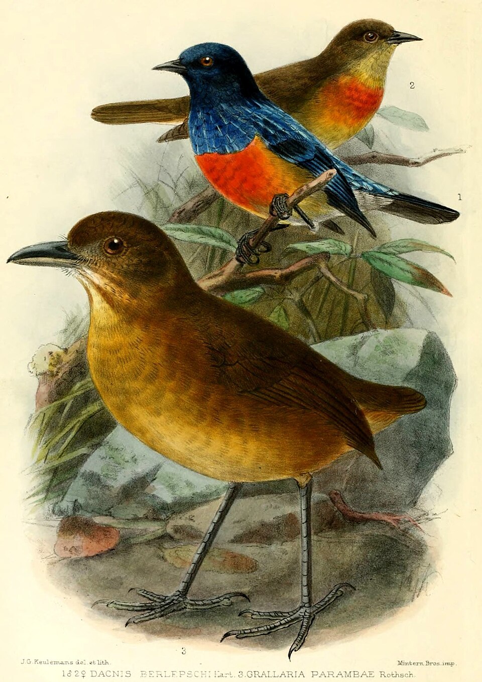 Dacnis berlepschi