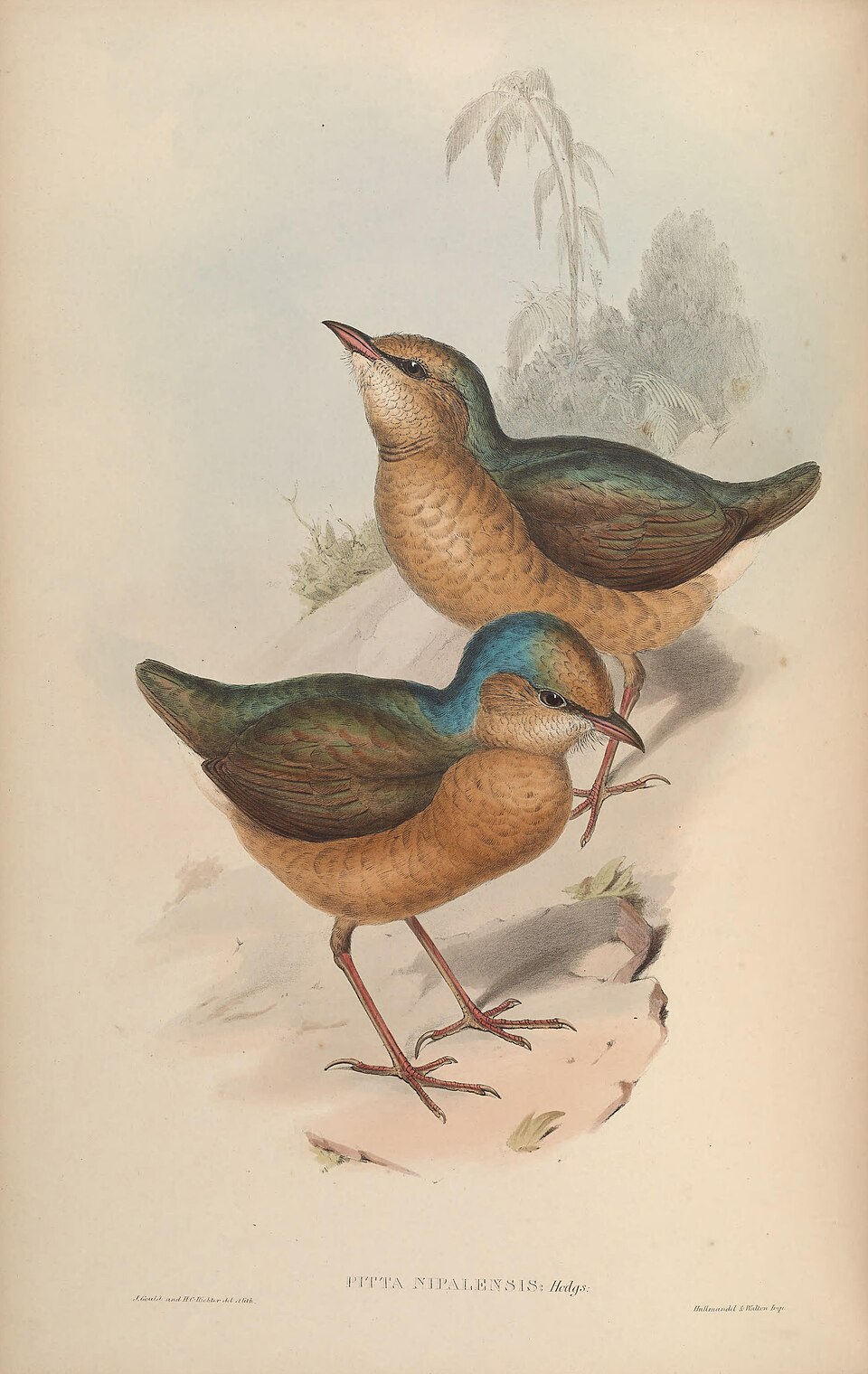 Blue-naped Pitta