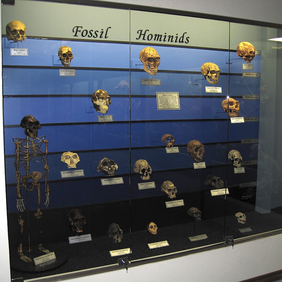 paleoanthropology