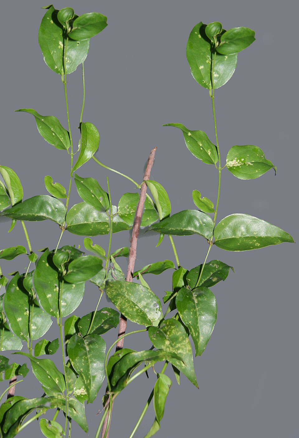 Jasminum nervosum