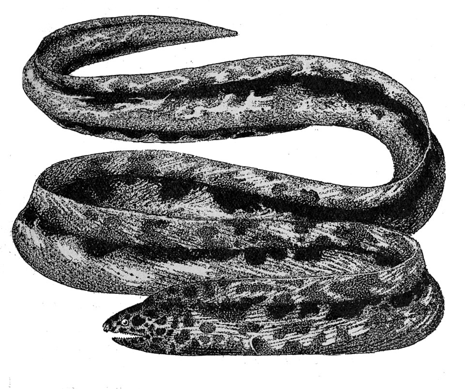 Callechelys marmorata