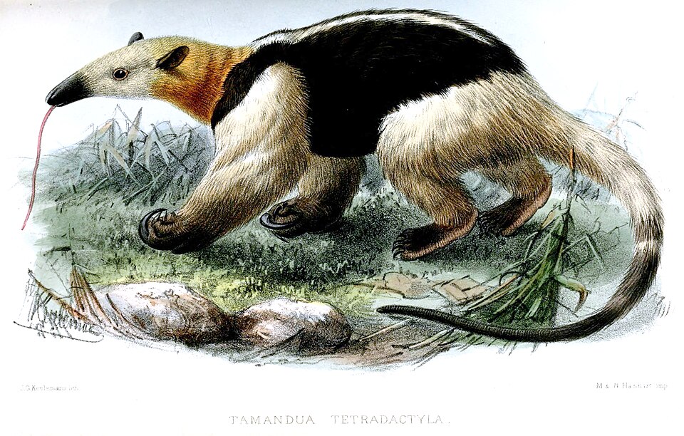 Tamandua