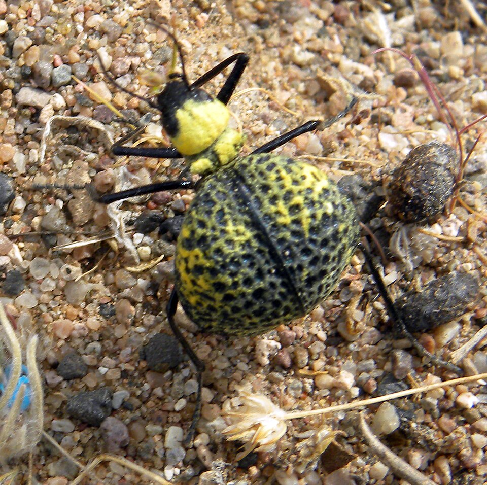 Cysteodemus