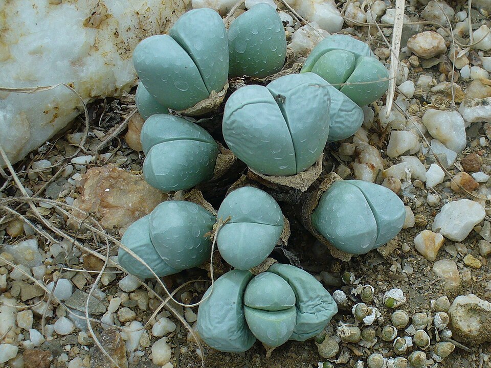 Oophytum