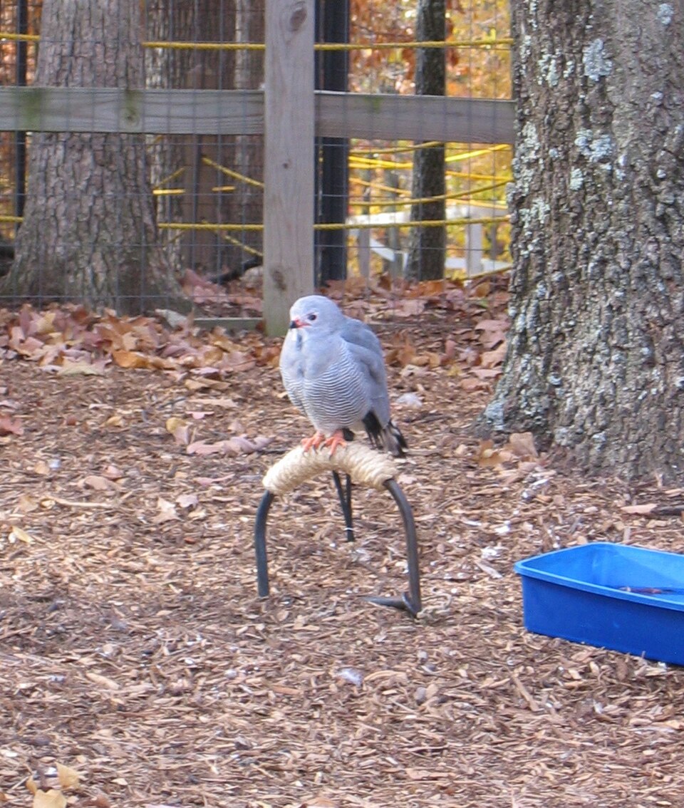 Lizard Buzzard