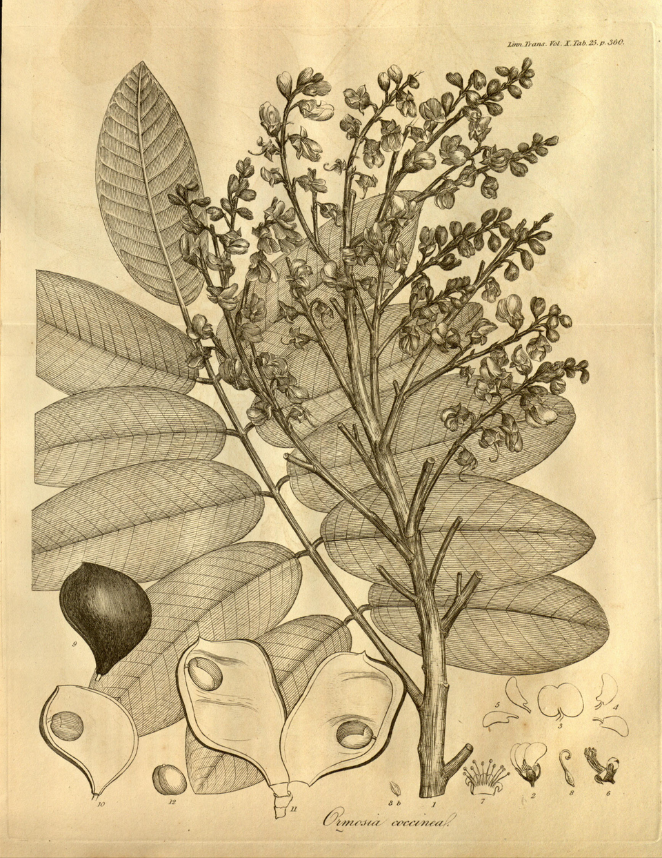 Ormosia