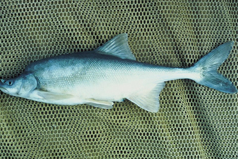 Humpback chub