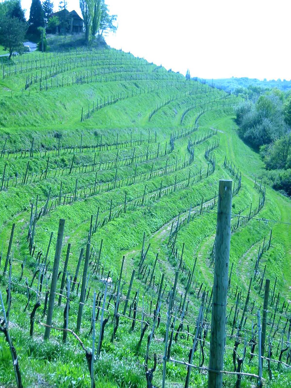 Slovene Hills