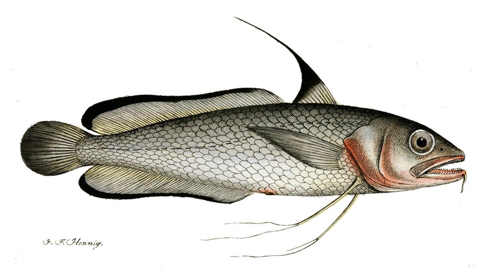 Gadiformes
