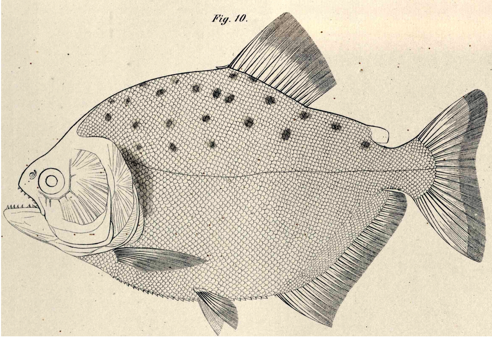 Serrasalmus maculatus