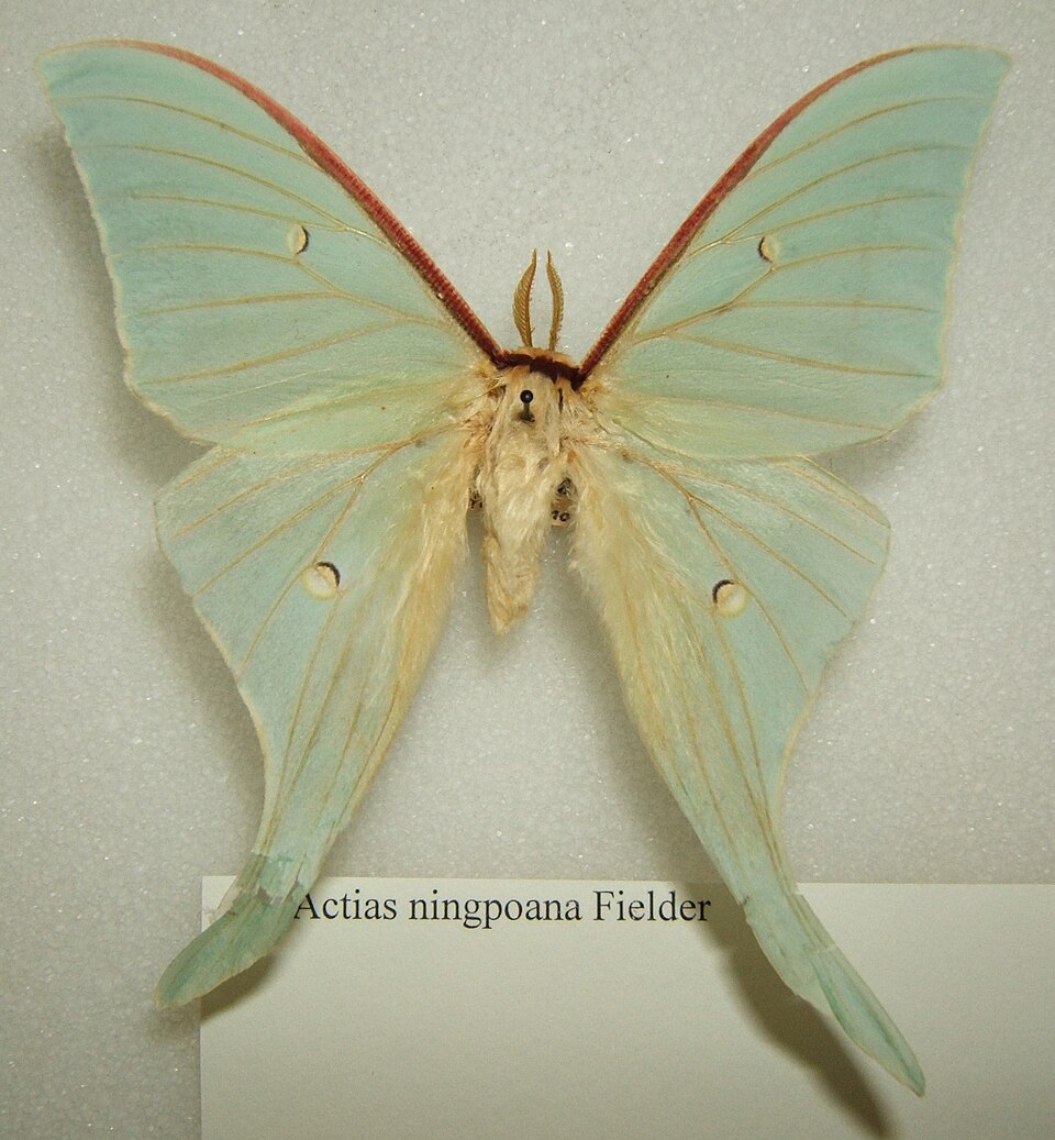 Chinese Moon Moth