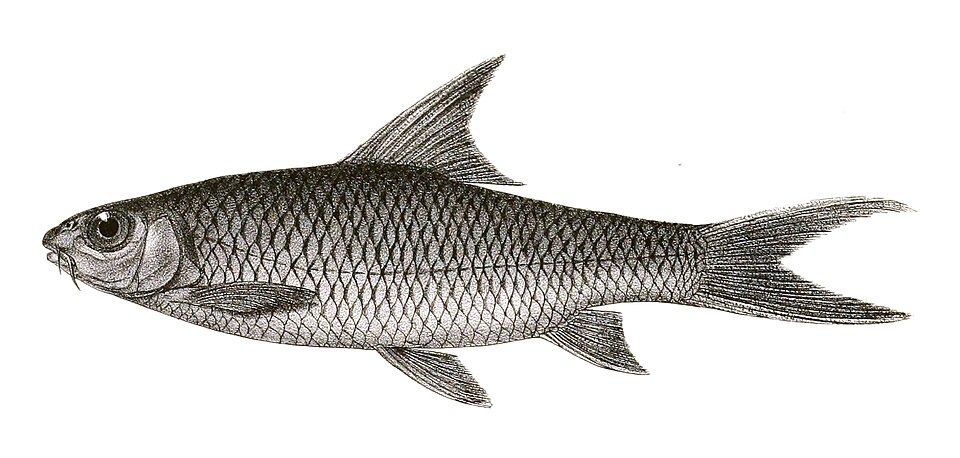 Canara Barb
