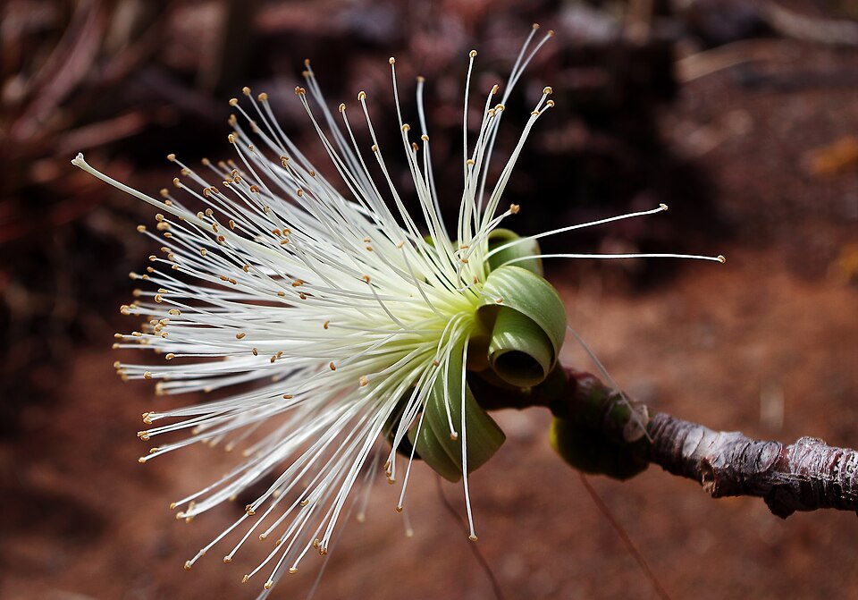 Pseudobombax
