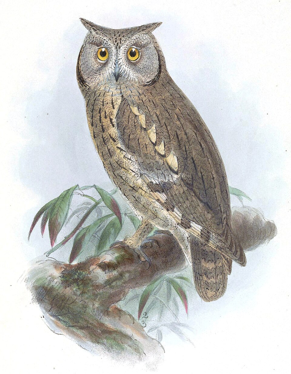 Pallid Scops Owl