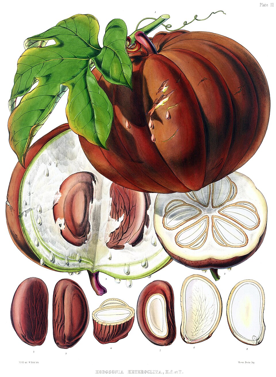 Hodgsonia