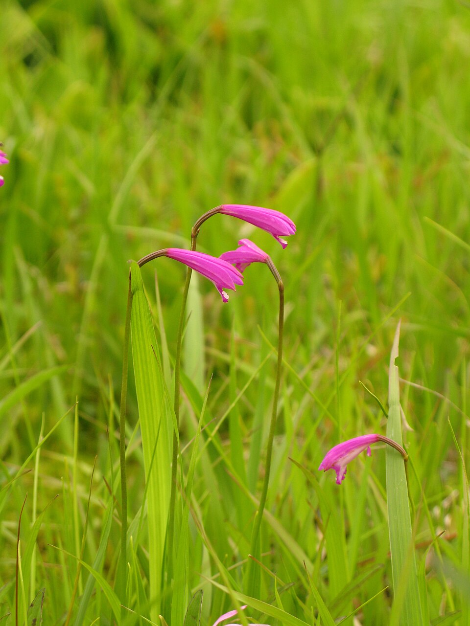Eleorchis