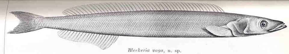 Ammodytoides